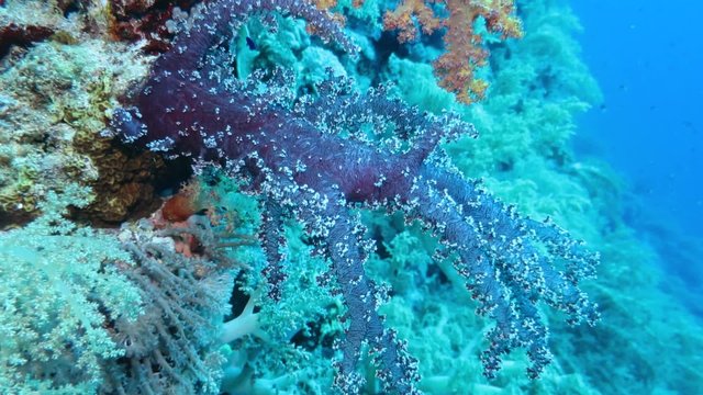 Stachelige Prachtkoralle - Dendronephthya