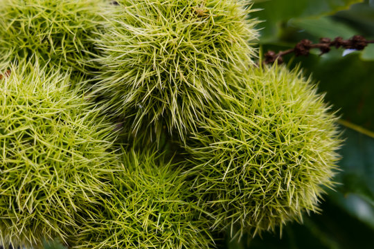 Frucht eines Maronenbaumes