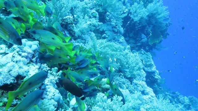 Lutjanus fulviflamma - Dory Schnapper 