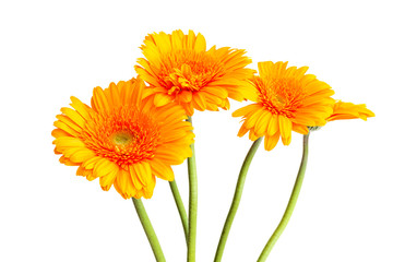 Yellow orange Gerbera daisies bouquet isolated against white