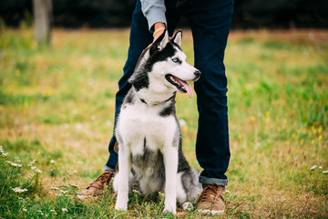 Young Happy Husky Puppy Eskimo Dog Outdoor In Autumn © Great Brut Here