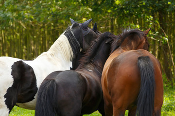 Drei Pferde begrüßen sich