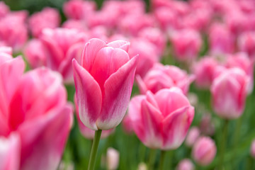 Obraz na płótnie Canvas Pink Tulip Flower
