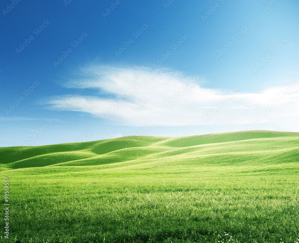 Poster perfect field of spring grass