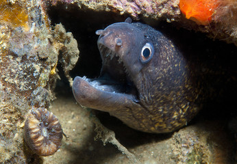 moray breathing with an open mouth
