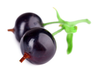 Fresh black currant isolated on white