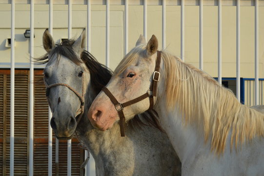 Duo &eacute;quin