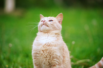 Funny red-haired cat