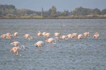 Flamants roses