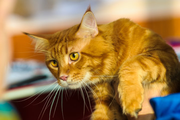 Maine Coon cat