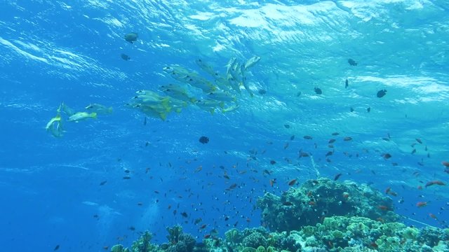 Dony Schnapper - Utjanus fulviflamma