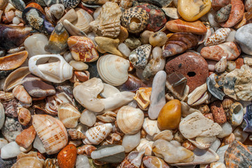 assorted seashells and pebbles texture background