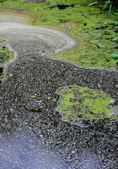 Болото © edpopik5