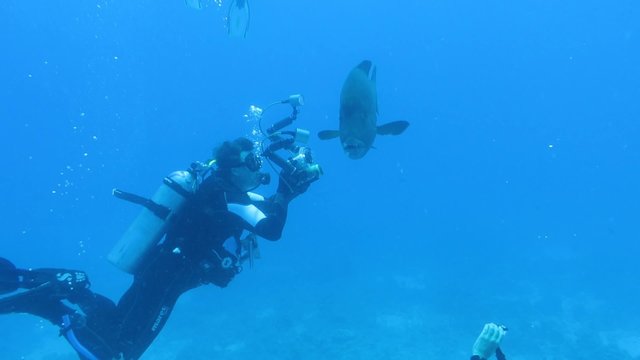 Taucher filmen und fotografieren einen Napoleonfisch