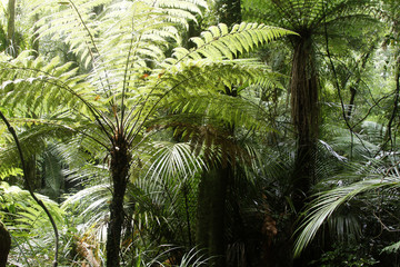Obraz premium Fern trees in tropical jungle forest