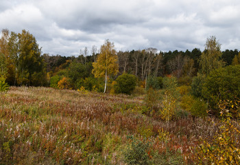trees fall landscape