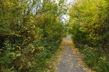 Fototapeta na wymiar paved path through the trees autumn