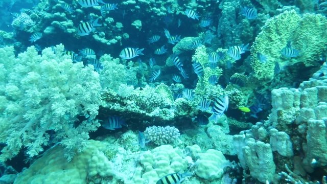 Indopazifik Sergeant (Abudefduf vaigiensis)