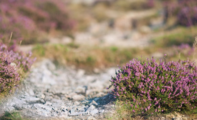 Purple Heather Flowers on Stoney Mountain Path, Shallow Depth of Field