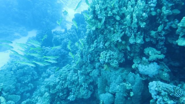 Dony Schnapper - Utjanus fulviflamma