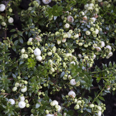 cranberries red berries background nature. Selective focus