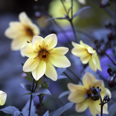 Dahlia Mignon Dinner Plate Lilac Time Yellow Flower. Selective focus