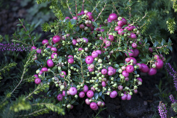 cranberries red berries background nature. Selective focus