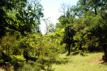 Beautiful summer landscape with green trees