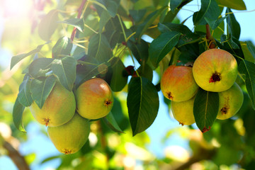 Branch of pear tree close up