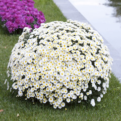 oxeye daisy (Chrysanthemum leucanthemum) as a ball