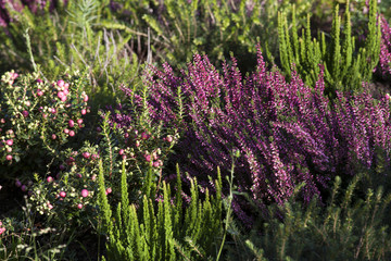 Obraz premium Beautiful heather in the forest close-up. Selective focus