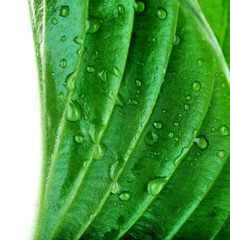 Fresh green leaf with drops on white background