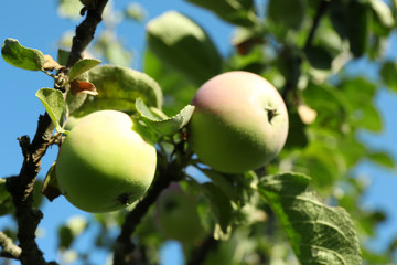 Branch apple tree closeup