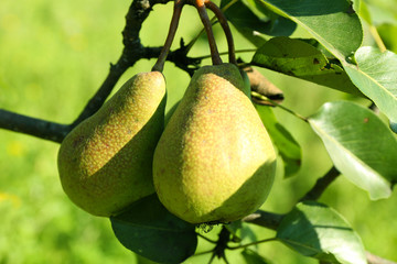 Branch pear tree close up