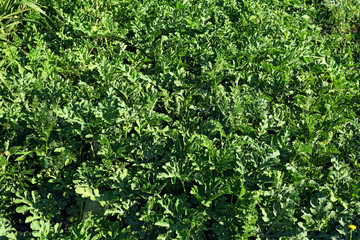 Plantation of squash growing in garden