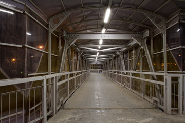dog skull in the autumn forest