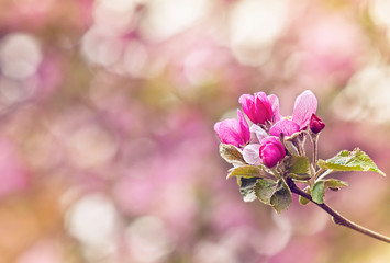 Fototapeta na wymiar Vintage photo of pink apple tree flowers in spring. Shallow dept