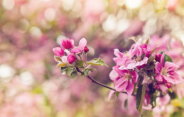 Vintage photo of pink apple tree flowers in spring. Shallow dept