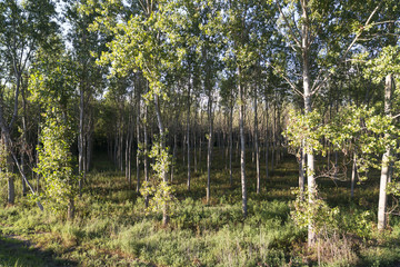 Obraz premium Countryside of Pavia (Italy): poplars