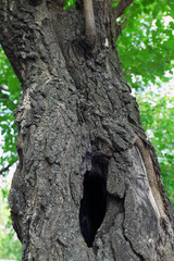 Obraz premium Tree hollow close up