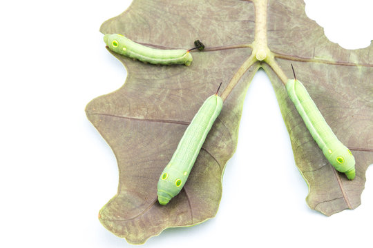 Three worms on leaf 
