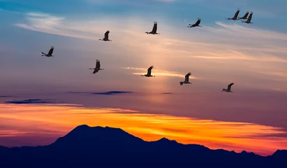 Foto op Plexiglas Trekvogels die bij zonsondergang vliegen © mbolina