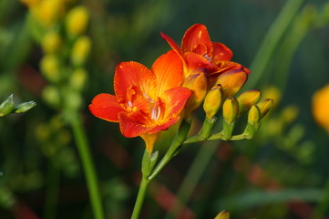Fressias en vivero de Mendoza, Argentina