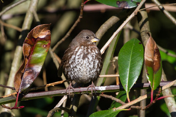 Fox Sparrow