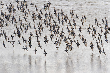 Dunlin