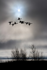 cloudy sky and flying duck