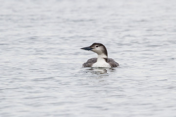 Common Loon