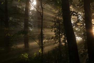 Obraz premium Morning light streaming through woods