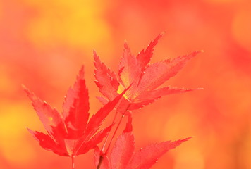 秋のイメージ　もみじ