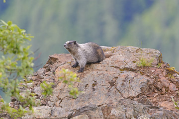 Hoary Marmot on a Mountain Outcrop